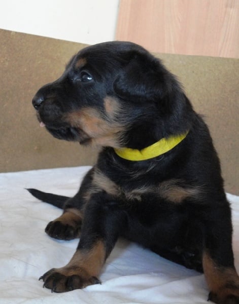 Guardiane des Feux de l'Ange