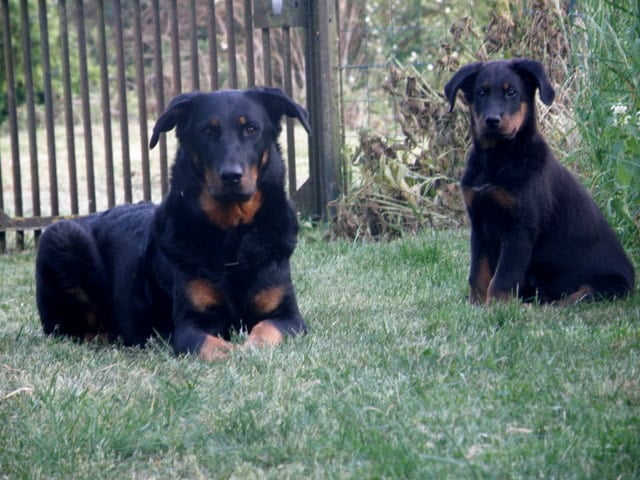 CH. Genesis des Feux de l'Ange