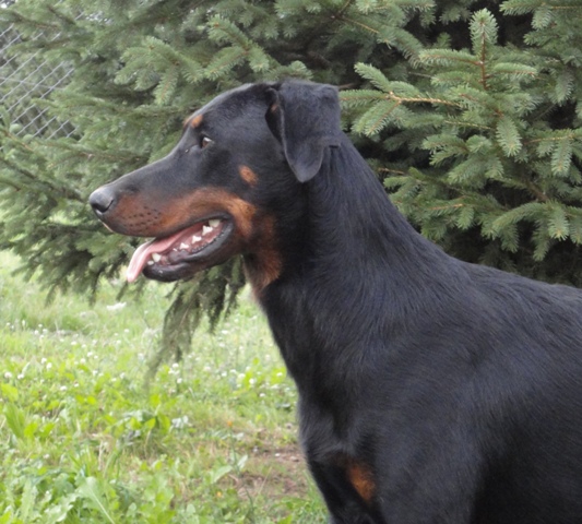 Publication : des Feux de l'Ange Auteur : boulay ludivine