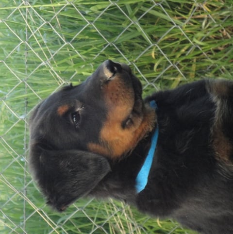 CH. Genesis des Feux de l'Ange