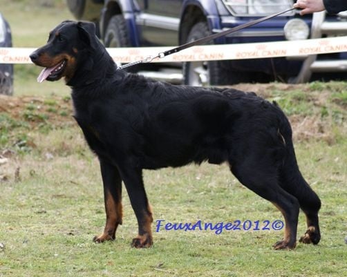 CH. Genesis des Feux de l'Ange