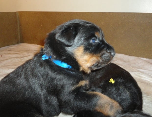 CH. Genesis des Feux de l'Ange