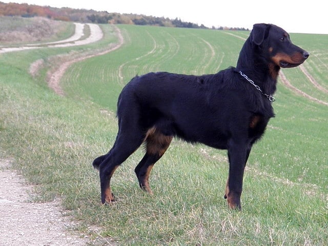 CH. Genesis des Feux de l'Ange