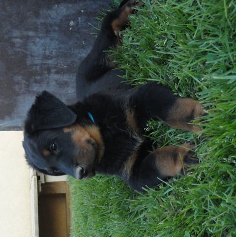 CH. Genesis des Feux de l'Ange