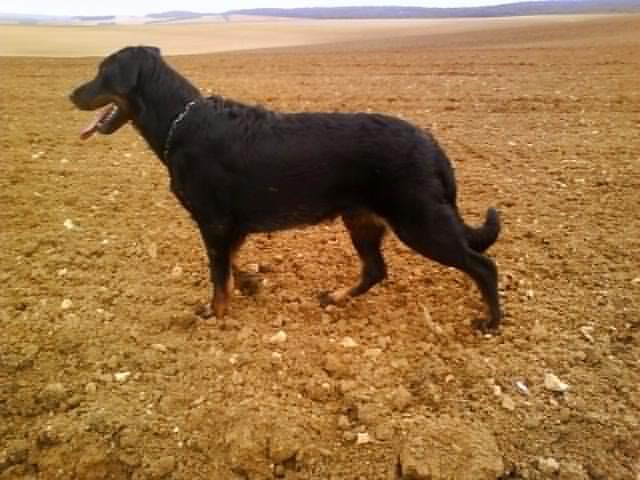 CH. Genesis des Feux de l'Ange