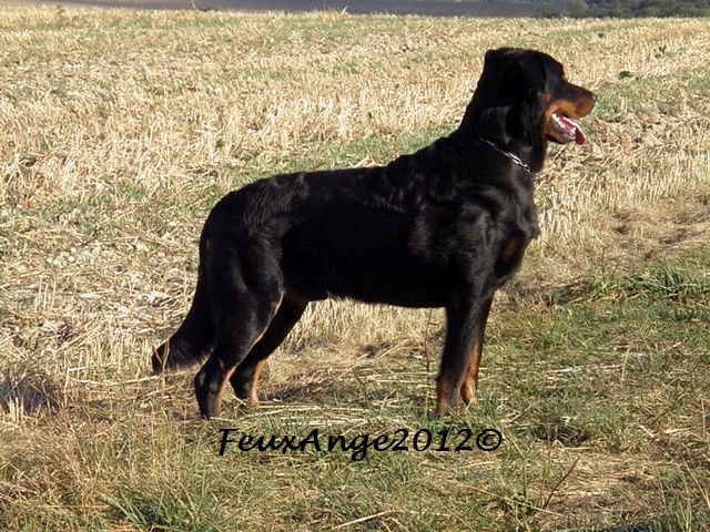 CH. Genesis des Feux de l'Ange