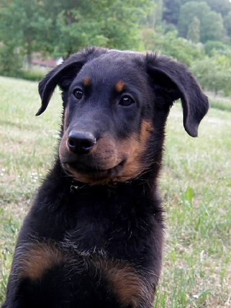 CH. Genesis des Feux de l'Ange