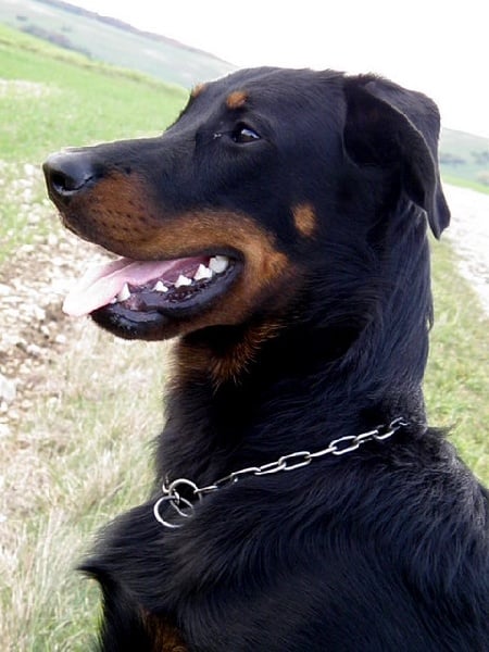 CH. Genesis des Feux de l'Ange