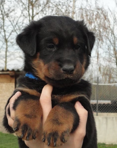 CH. Genesis des Feux de l'Ange