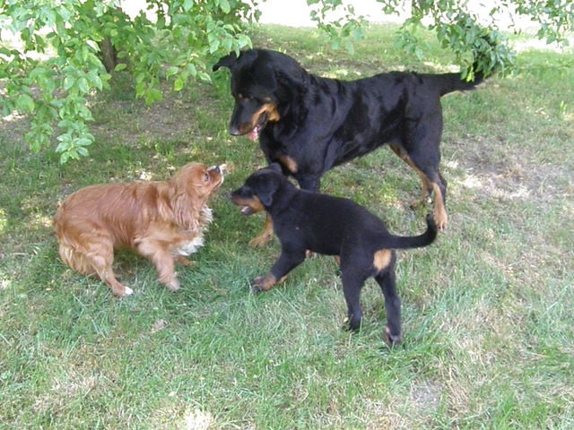 CH. Genesis des Feux de l'Ange