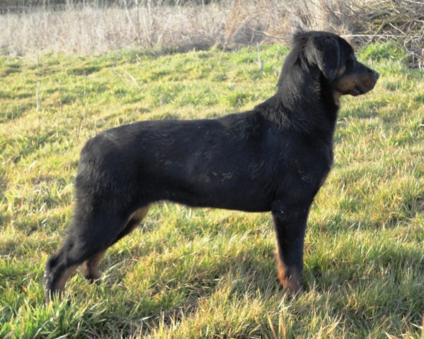 Publication : des Feux de l'Ange Auteur : boulay ludivine