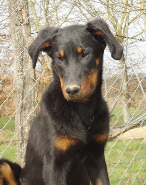 Publication : des Feux de l'Ange Auteur : boulay ludivine