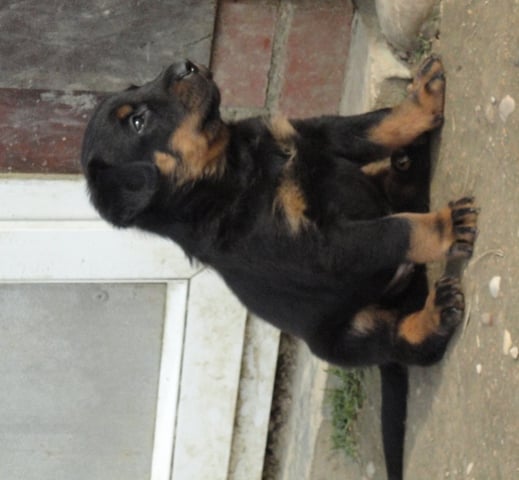 Guardiane des Feux de l'Ange