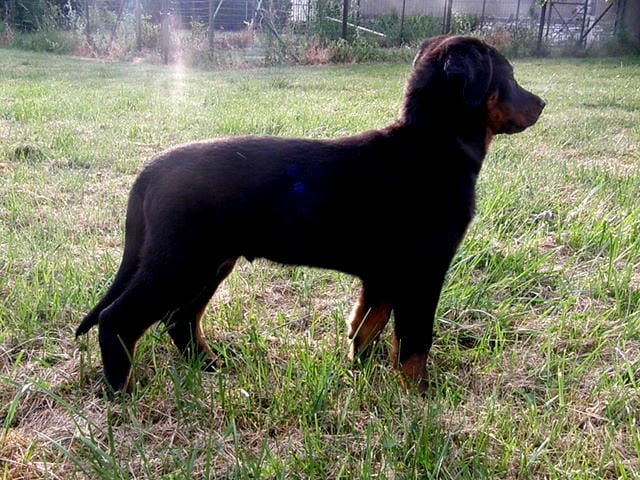 CH. Genesis des Feux de l'Ange