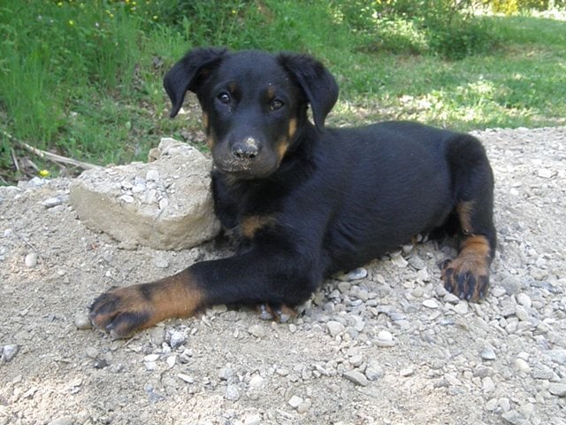 Guardiane des Feux de l'Ange