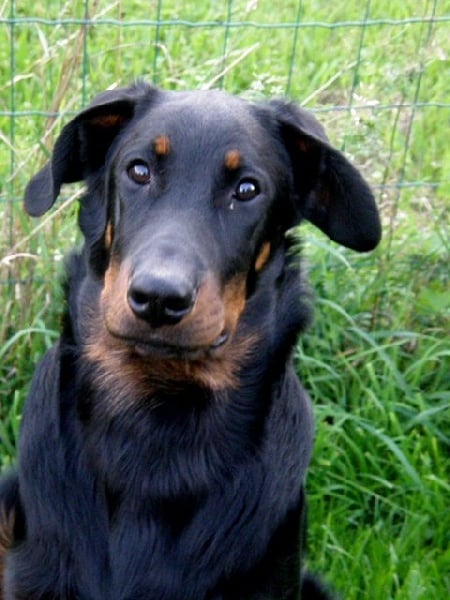 CH. Genesis des Feux de l'Ange