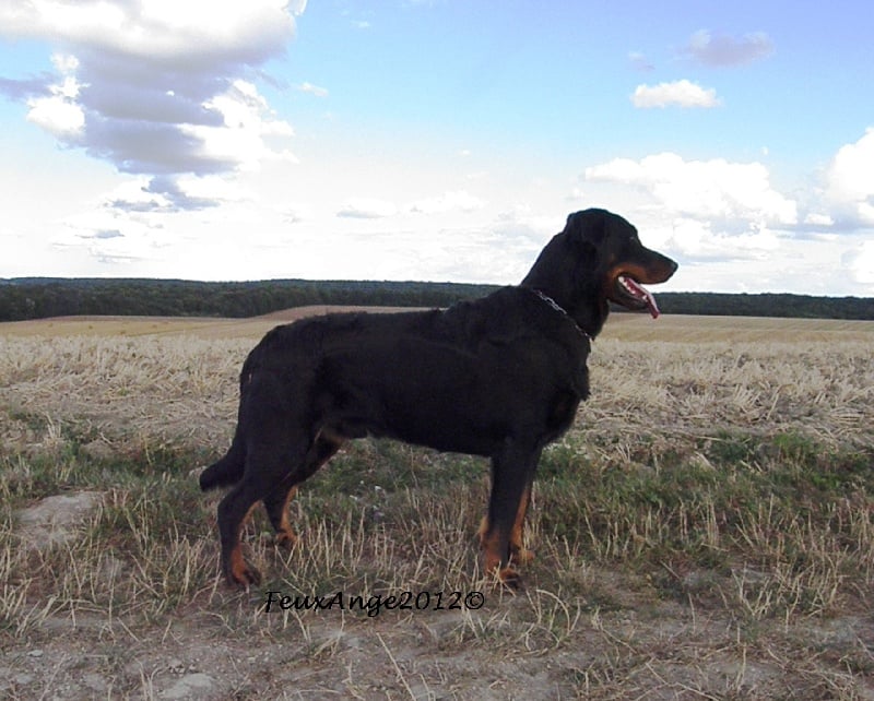 CH. Genesis des Feux de l'Ange