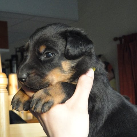 Guardiane des Feux de l'Ange