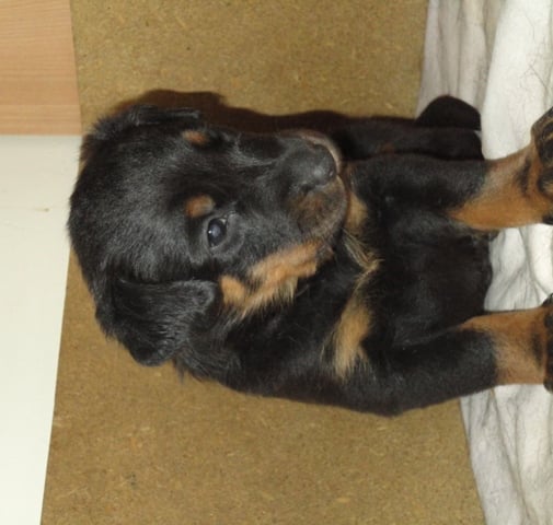 Guardiane des Feux de l'Ange