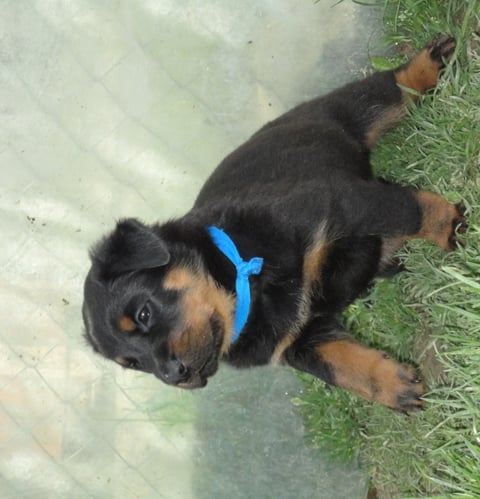 CH. Genesis des Feux de l'Ange