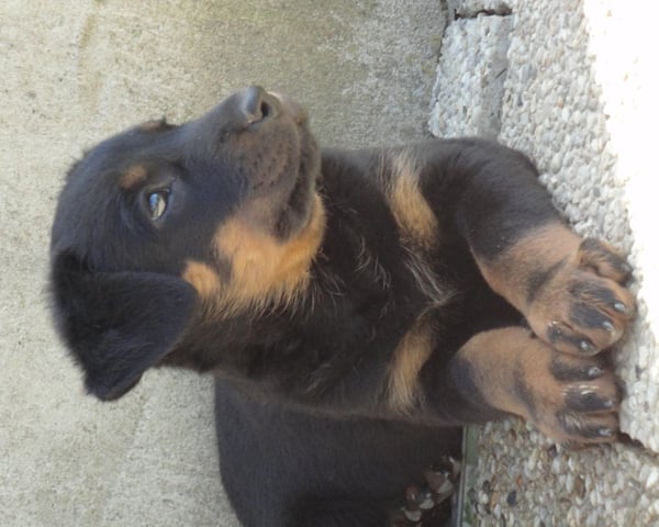 Guardiane des Feux de l'Ange