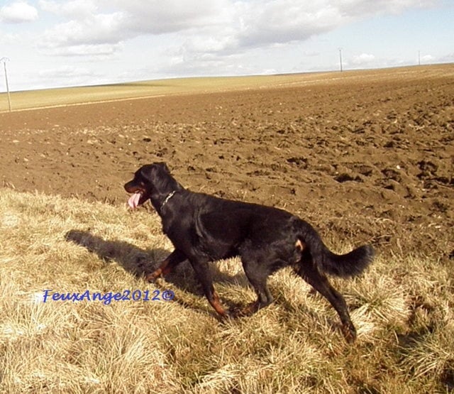 CH. Genesis des Feux de l'Ange