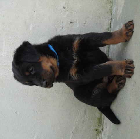 CH. Genesis des Feux de l'Ange