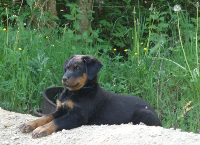 CH. Genesis des Feux de l'Ange