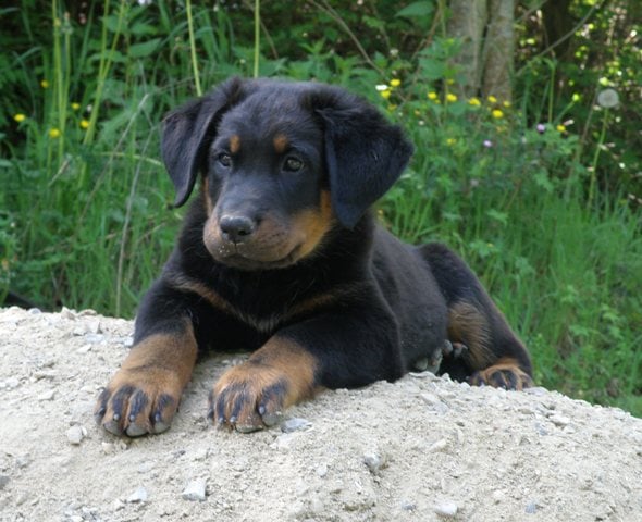 CH. Genesis des Feux de l'Ange