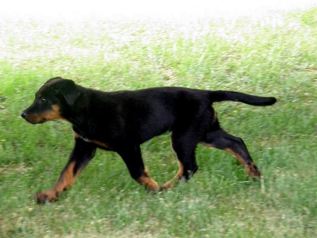 CH. Genesis des Feux de l'Ange