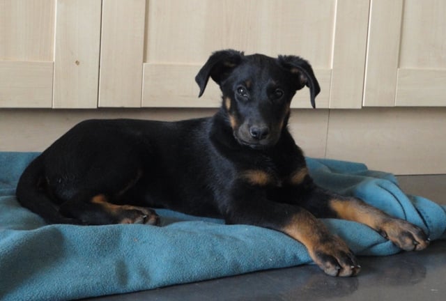 Guardiane des Feux de l'Ange