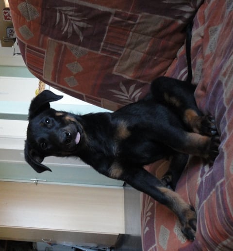 Guardiane des Feux de l'Ange