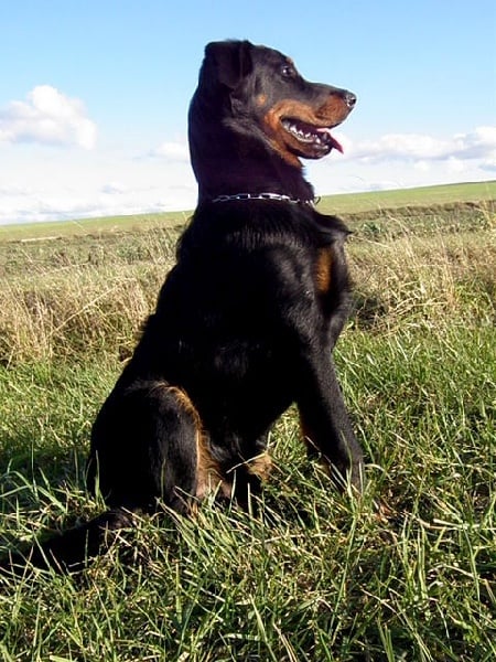 CH. Genesis des Feux de l'Ange