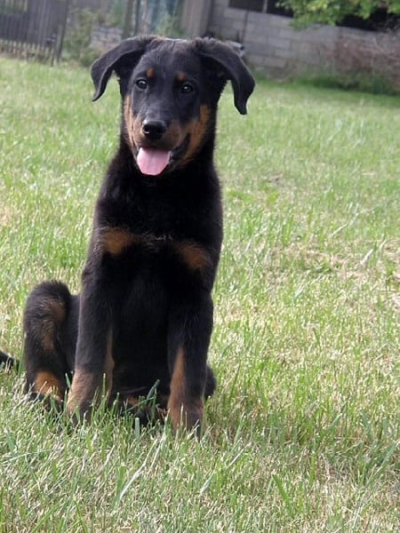 CH. Genesis des Feux de l'Ange