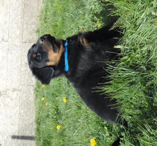 CH. Genesis des Feux de l'Ange