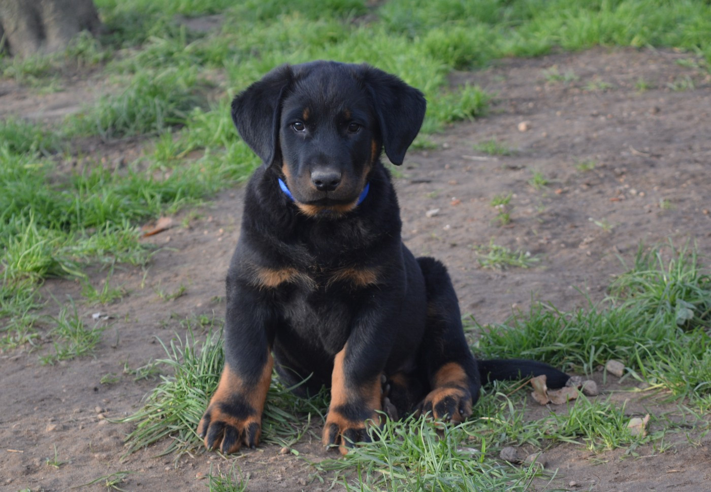 Aïko Aaron des Feux de l'Ange