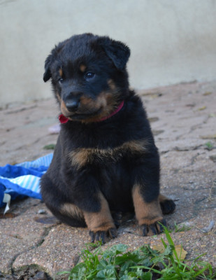 Les chiots de Berger de Beauce