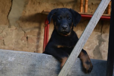 Les chiots de Berger de Beauce