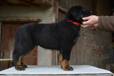 Les chiots de Berger de Beauce