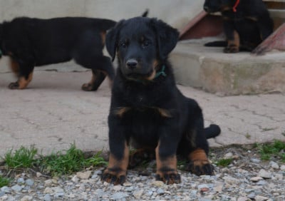 Les chiots de Berger de Beauce