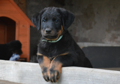 Les chiots de Berger de Beauce
