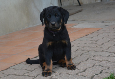 Les chiots de Berger de Beauce
