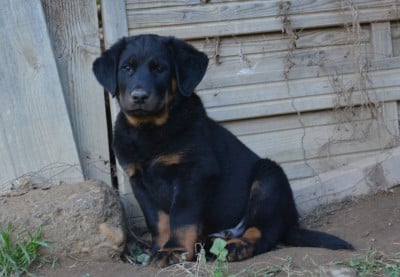Les chiots de Berger de Beauce