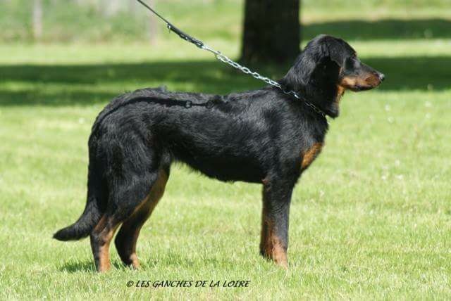 Jolie môme des Feux de l'Ange - TP et Meilleur puppy