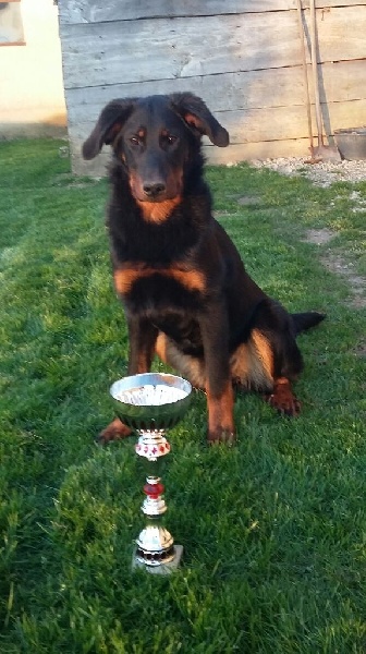 Jolie môme des Feux de l'Ange - 1ère Très Prometteur puppy femelle