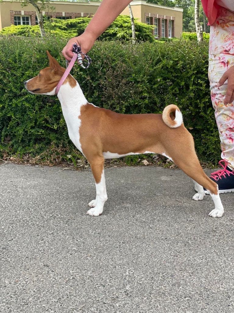 Tchin tchin Of swala pala