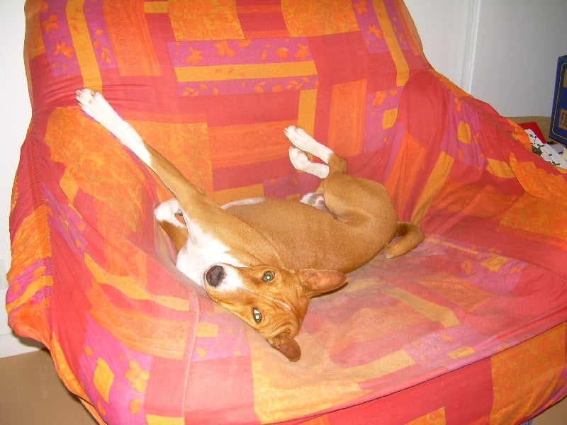 Publication : Of swala pala