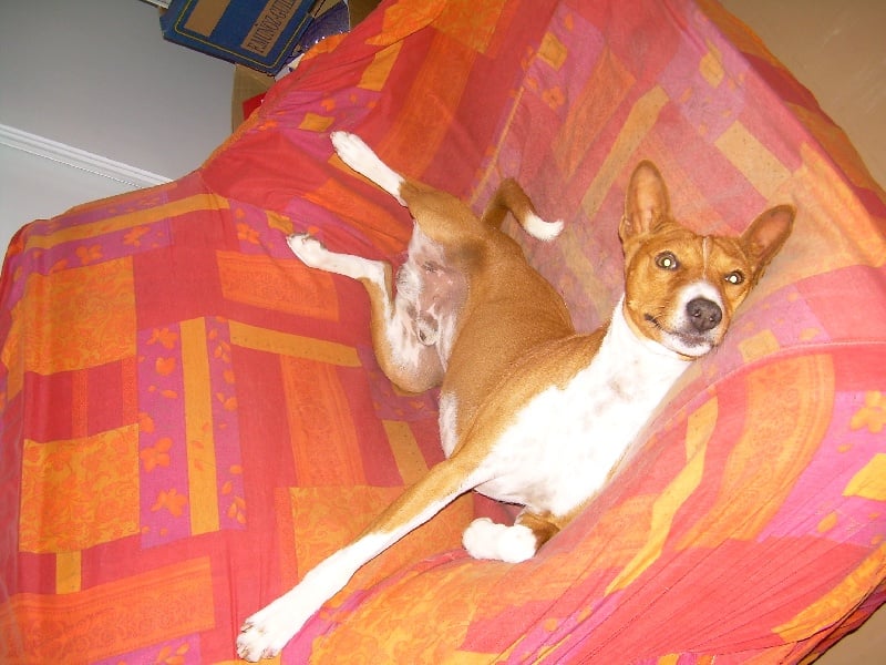 Publication : Of swala pala