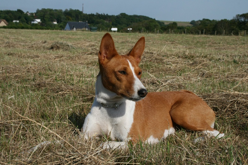 Publication : Of swala pala