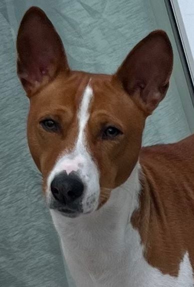 Publication : Of swala pala